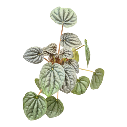 Peperomia Griseoargentea