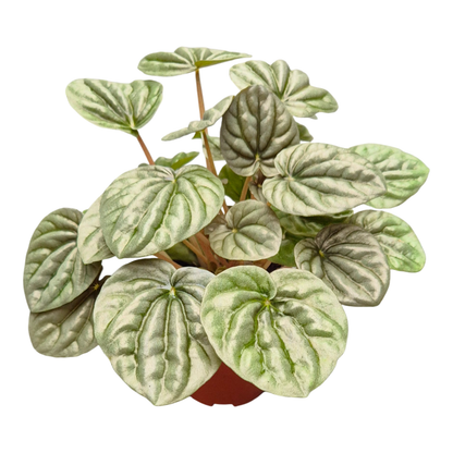 Peperomia Griseoargentea