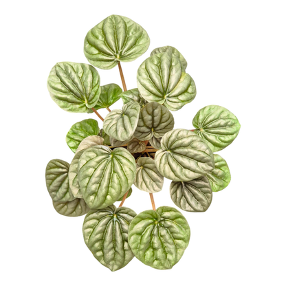 Peperomia Griseoargentea