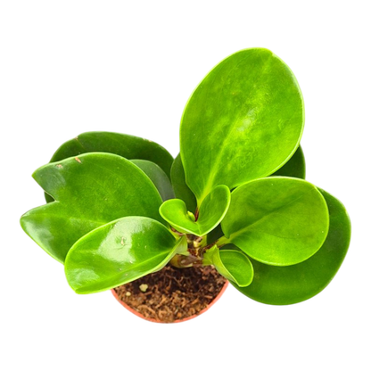 Peperomia obtusifolia