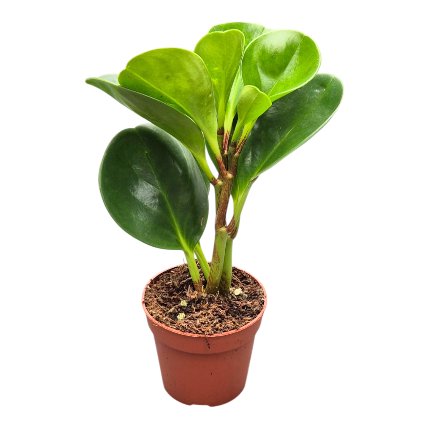 Peperomia obtusifolia