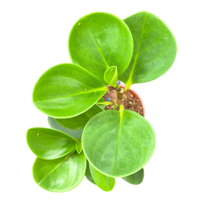 Peperomia Obtusifolia Green