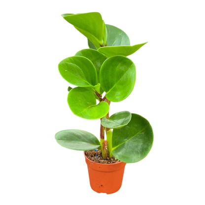 Peperomia Obtusifolia Green