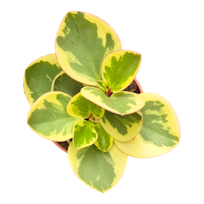 Peperomia obtusifolia Obtipan Bicolor