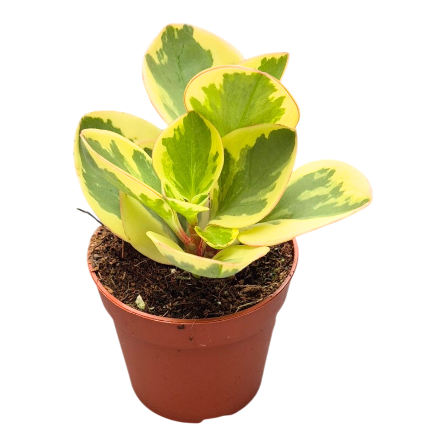 Peperomia obtusifolia Obtipan Bicolor