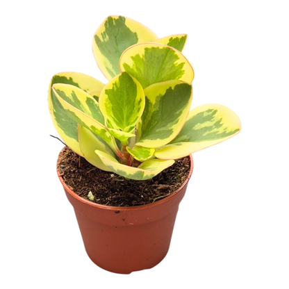 Peperomia obtusifolia Obtipan Bicolor