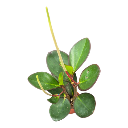 Peperomia Obtusifolia Red Edge