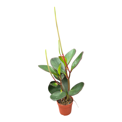 Peperomia Obtusifolia Red Edge