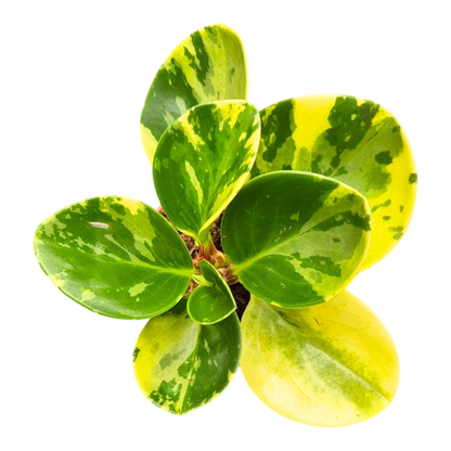 Peperomia obtusifolia variegata