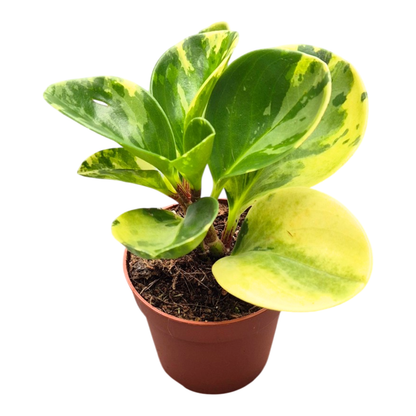 Peperomia obtusifolia variegata