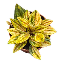 Peperomia Rosso Variegata