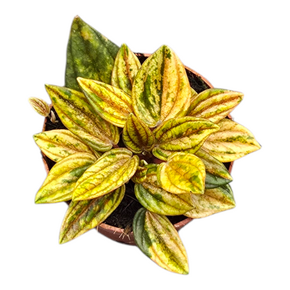 Peperomia Rosso Variegata