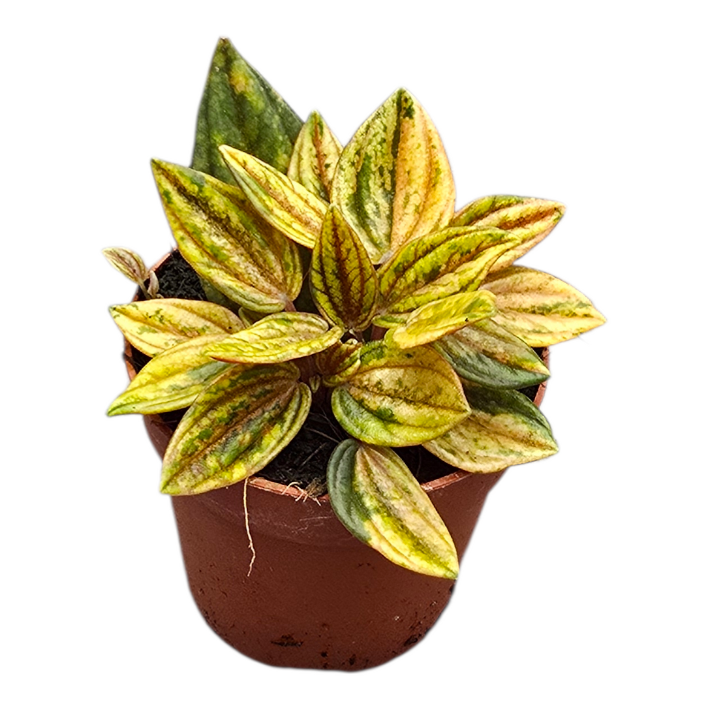 Peperomia Rosso Variegata