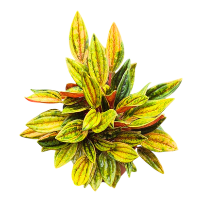 Peperomia Rosso Variegata