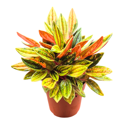 Peperomia Rosso Variegata