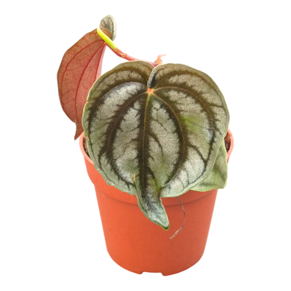 Peperomia Turboensis