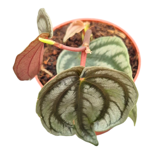 Peperomia Turboensis