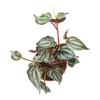 Peperomia Turboensis