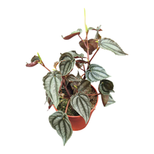 Peperomia Turboensis