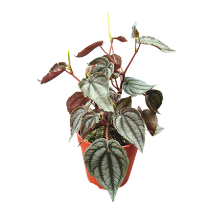 Peperomia Turboensis