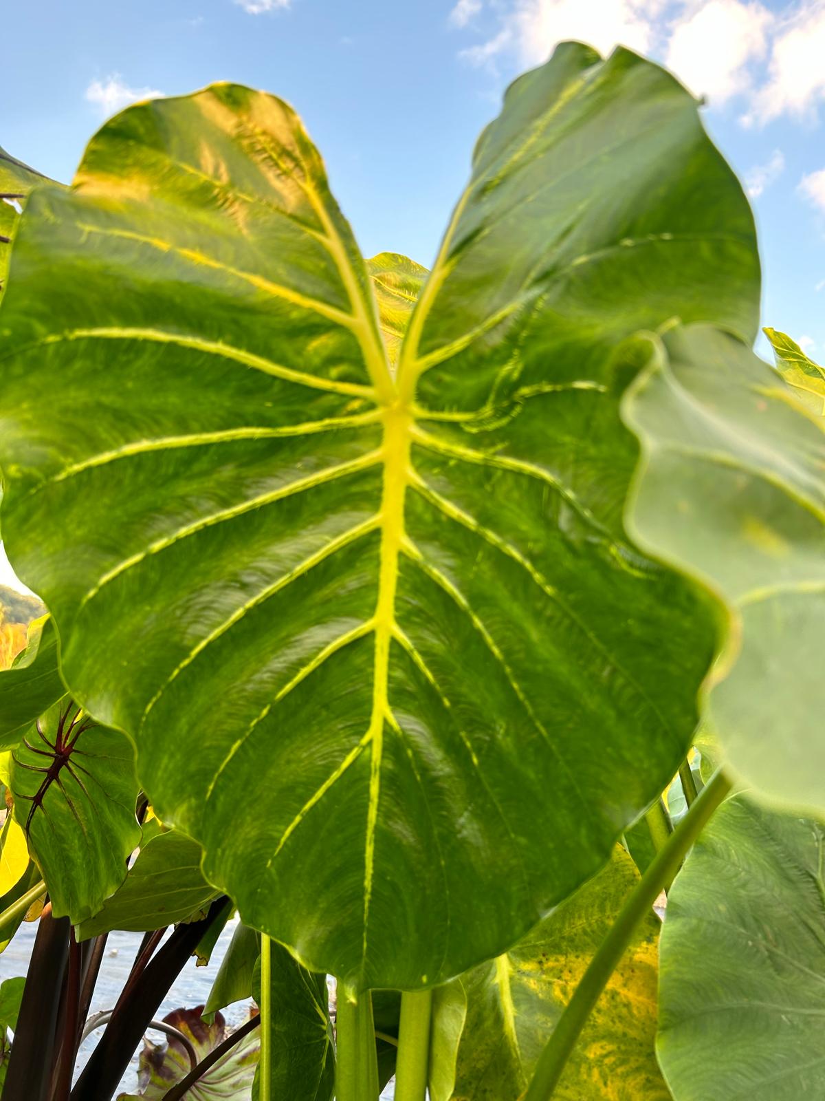 Colocasia Hybrid Pharaohs Mask White
