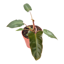 Philodendron Billietiae x Atabapoense