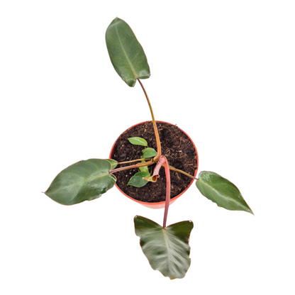 Philodendron Billietiae x Atabapoense