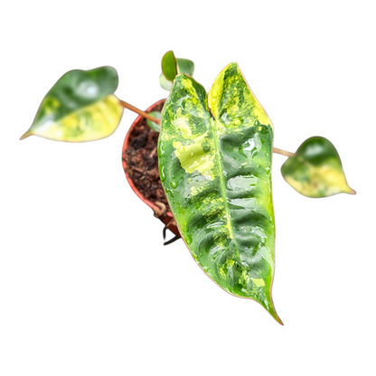 Philodendron Billietiae Variegata
