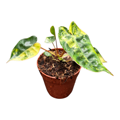 Philodendron Billietiae Variegata