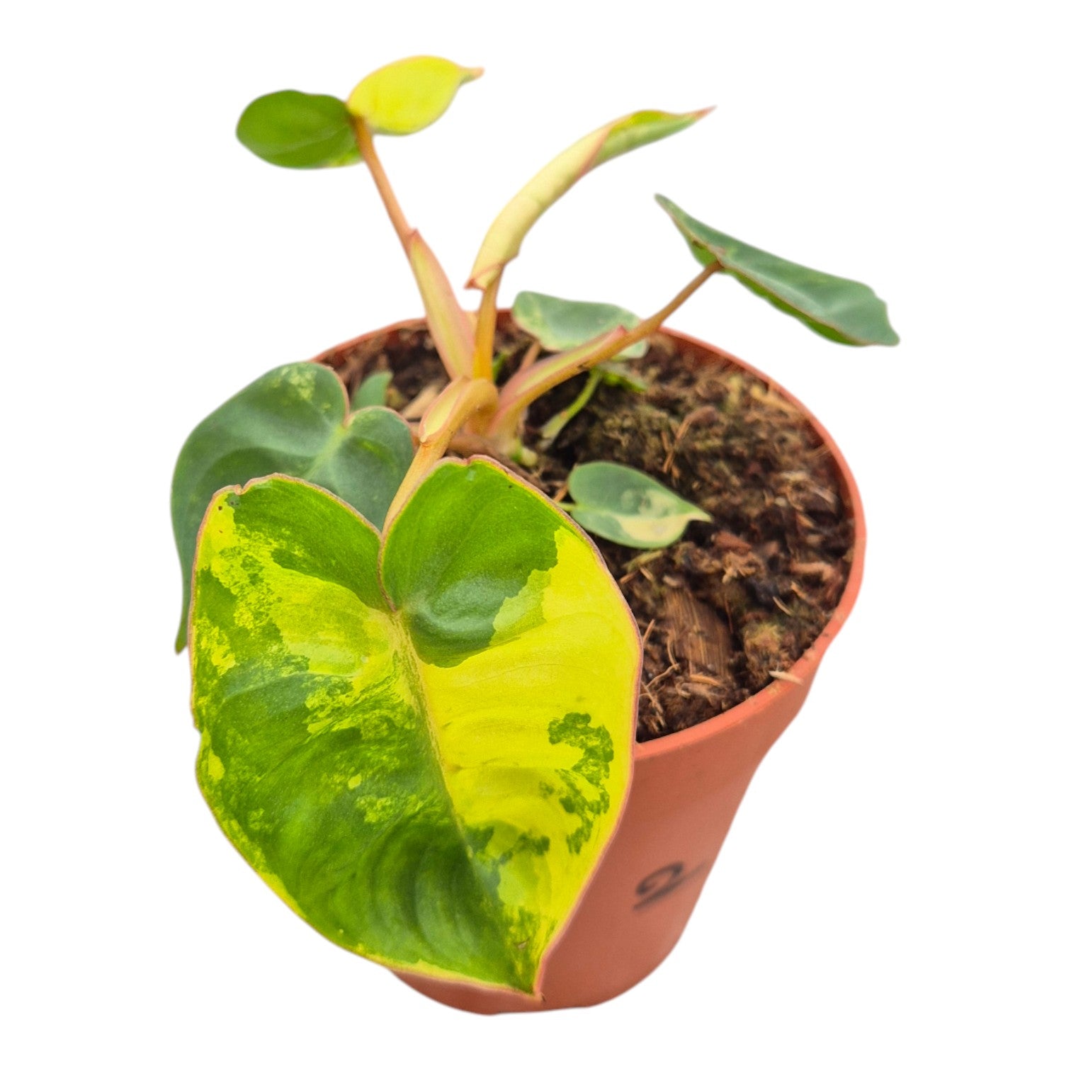 102 Philodendron billietiae variegata 極斑 Philodendron Billietiae Variegated (522W06) – Next World Exotics