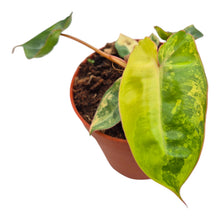 Philodendron Billietiae Variegata LIVE SALE 3