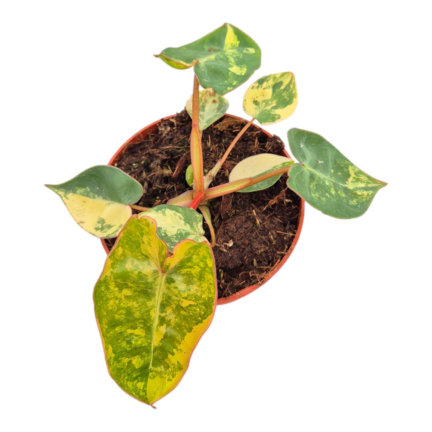 Philodendron Billietiae Variegata Mini, rare Philodendron