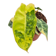 Philodendron Billietiae Variegata LIVE SALE 5