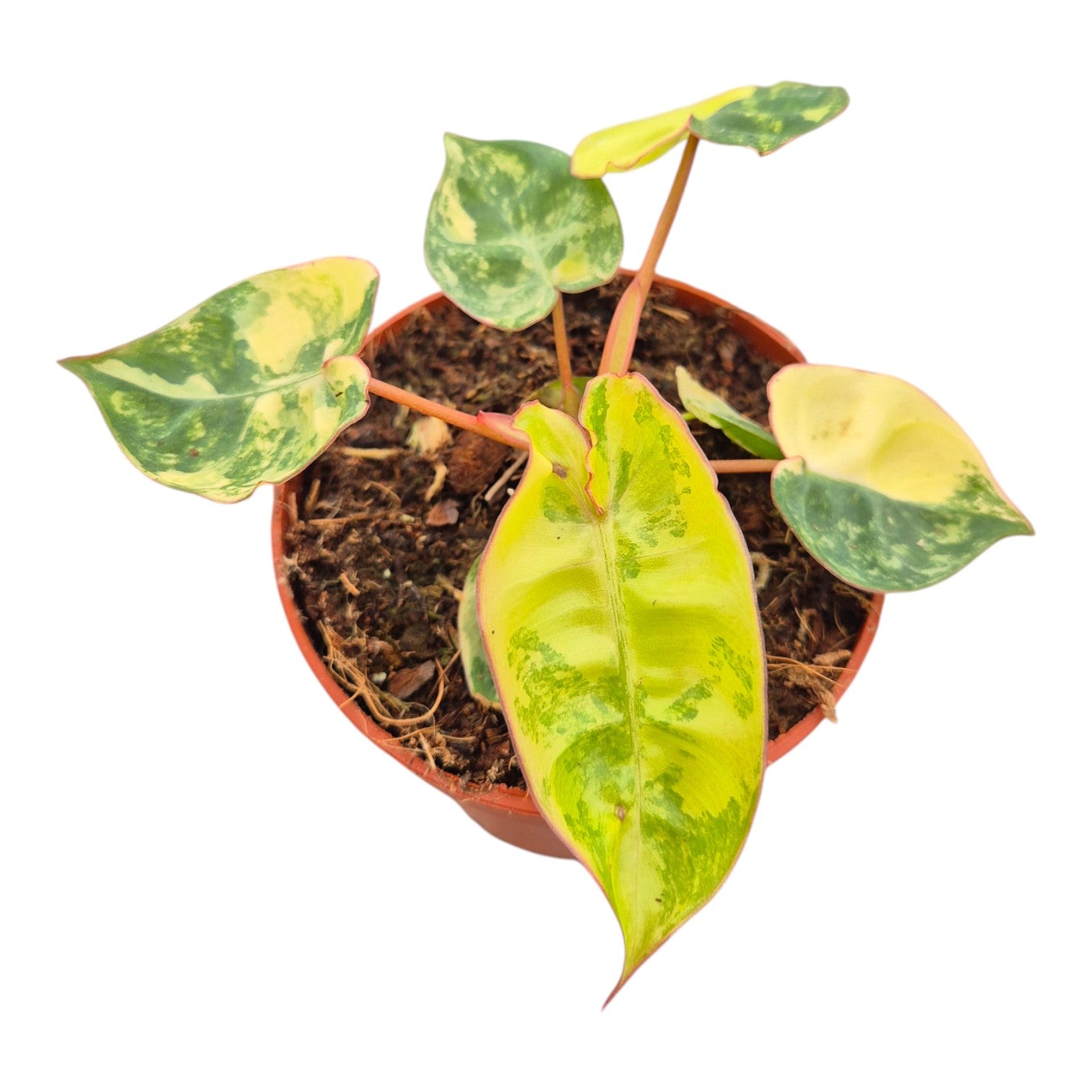 Philodendron Billietiae Variegata Mini, rare Philodendron