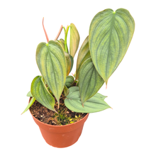 Philodendron Burle Marx Fantasy