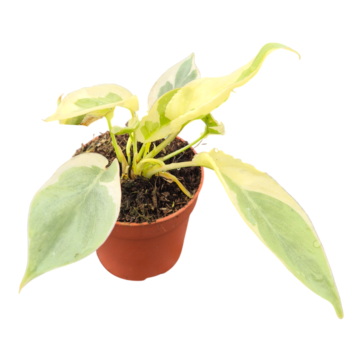 philodendron burle marx size Philodendron Burle Marx White Lava – Casa Botanica