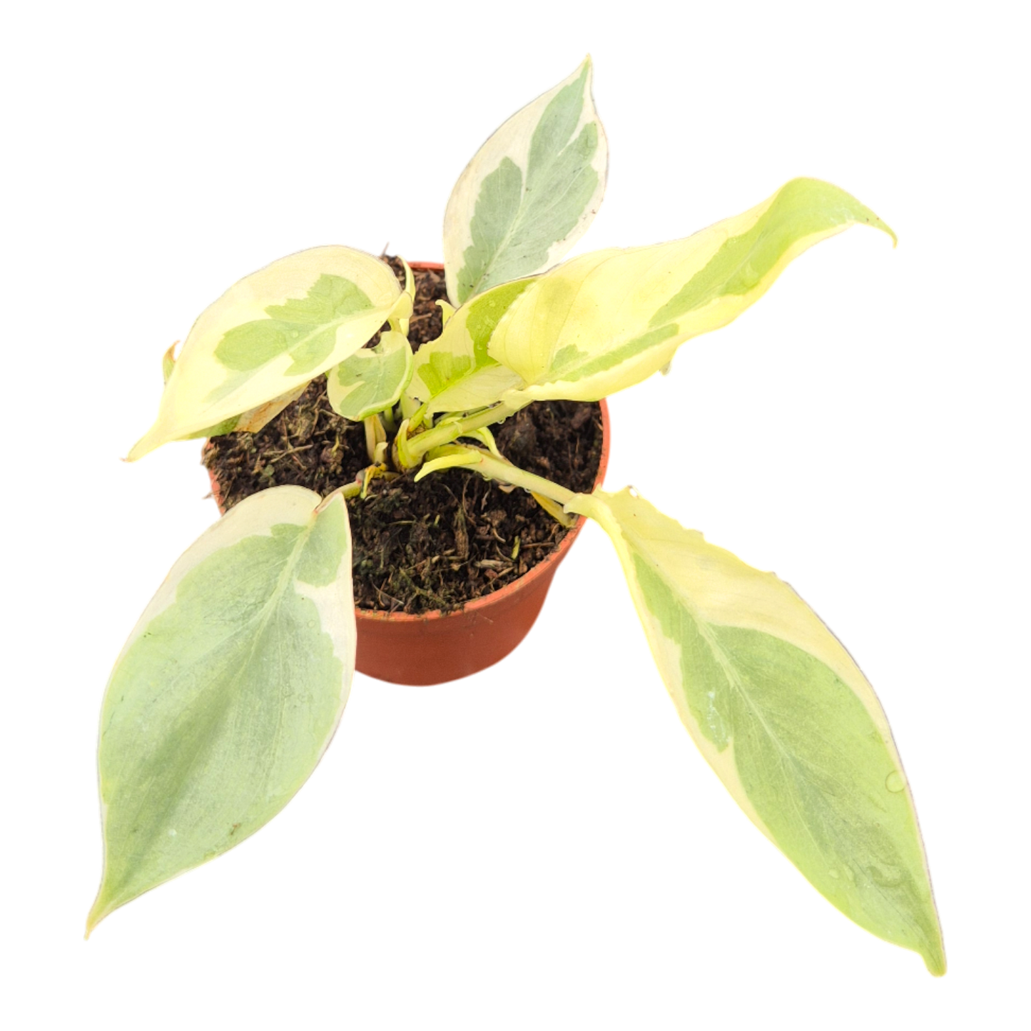 Philodendron Burle Marx White Lava