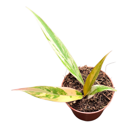 Philodendron Caramel Marble