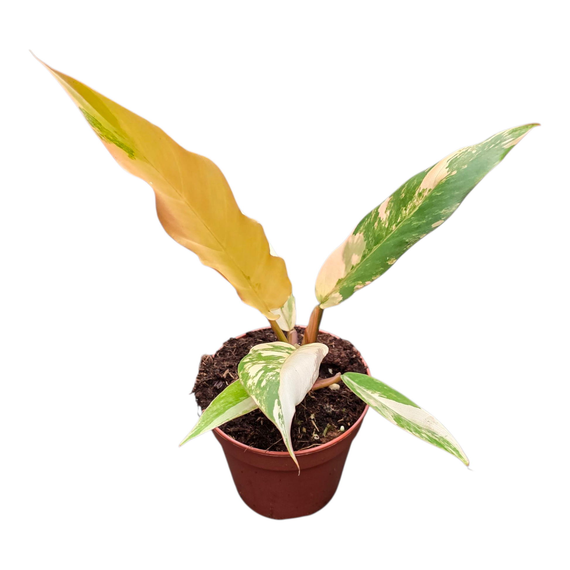 philodendron caramel marble vs ring of fire Philodendron Caramel Marble, rare Philodendron, exclusive houseplant, variegated Philodendron, tropical plant, high-end indoor plant, collector's item, Casa Botanica – Casa Botanica