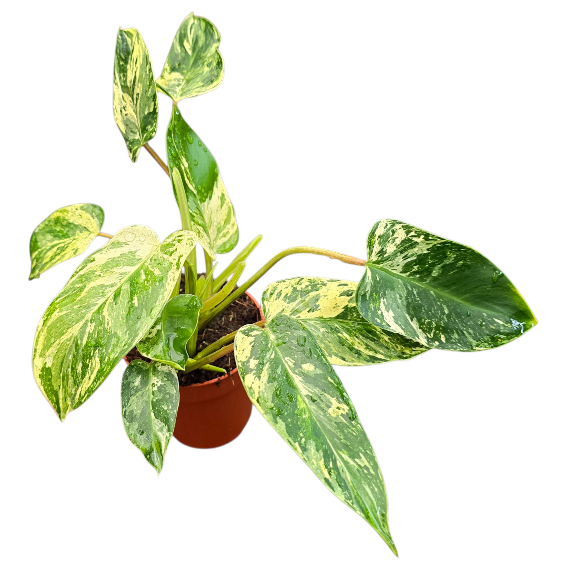 philodendron emerald queen variegated Philodendron Emerald Queen Variegata