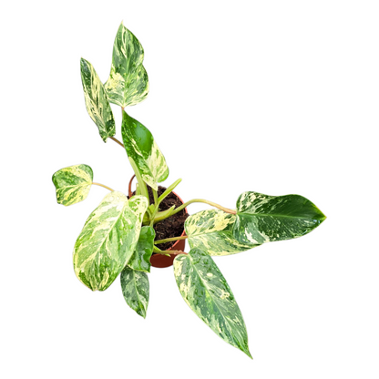 green emerald plant philodendron Philodendron Emerald Queen Variegata, rare Philodendron, variegated foliage, tropical houseplant, collector's plant, indoor exotic plant, Casa Botanica, easy-care Philodendron – Casa Botanica