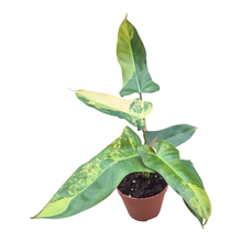 Philodendron Florida Beauty x Billietiae Dark