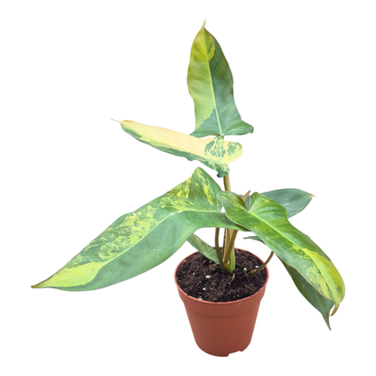 Philodendron Florida Beauty x Billietiae Dark