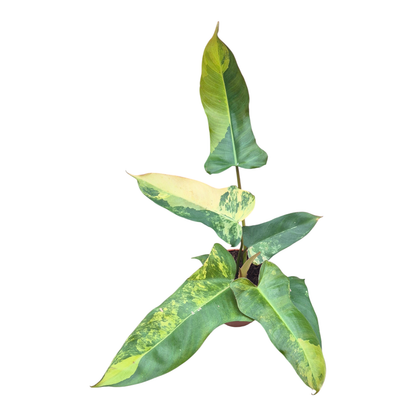 Philodendron Florida Beauty x Billietiae Dark