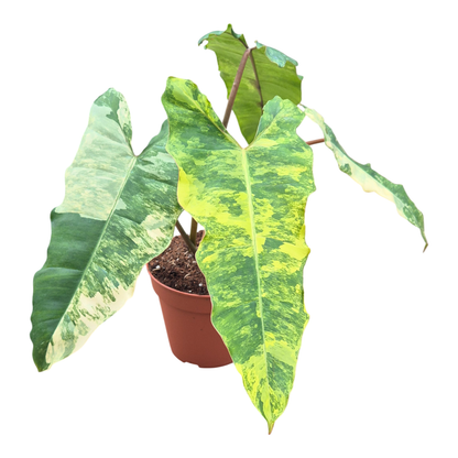 Philodendron Florida Beauty x Mayoi x Billietiae