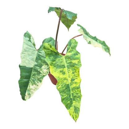 Philodendron Florida Beauty x Mayoi x Billietiae