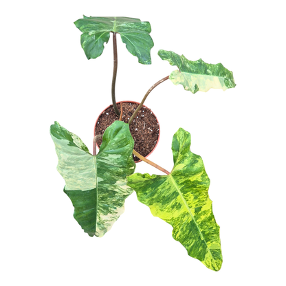 Philodendron Florida Beauty x Mayoi x Billietiae