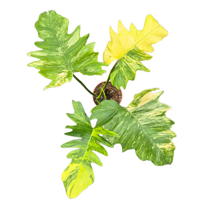 Philodendron Florida Beauty x Mayoi – Casa Botanica