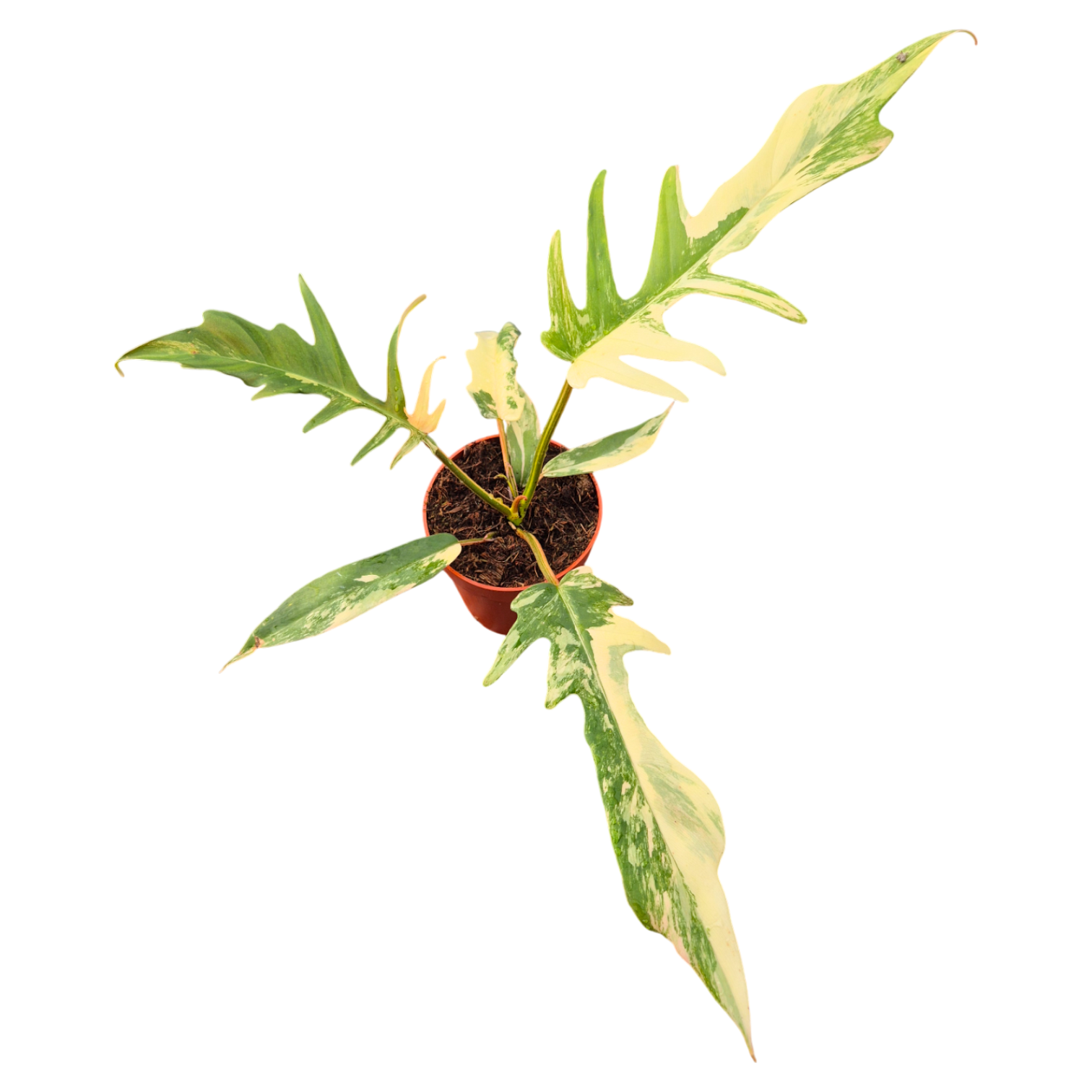 philodendron tortum variegated Philodendron Florida Beauty x Tortum Variegata – Casa Botanica