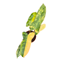 Philodendron Florida Beauty x Billietiae Dark